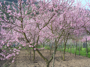 Roter Weinbergspfirsich in der Blüte